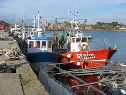 voil une partie de la flotte de Plougasnou  quai