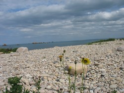 le gites bretagne vous montre la plage de galets d'où partent de nombreux pêcheurs et kayakistes.