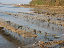 dégustez les bonnes huîtres de Térénez en Baie de morlaix dans le Finistère