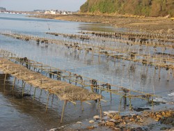 dgustez les bonnes hutres de Trnez en Baie de morlaix dans le Finistre