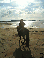 l'escuderia, chambres d'htes et gte  biscarosse.la dcouverte du cheval,des belles promenades sur le littoral