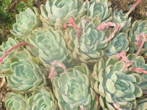 les plantes grasses se plaisent en bord de mer, le jardin privatif de notre gte  moins de 100 mtres de la mer.