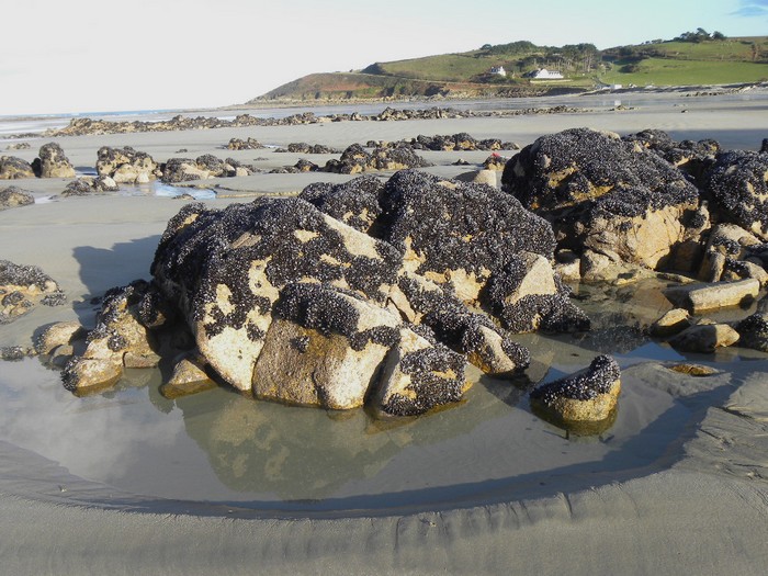 Paysage surprenant, les rochers couverts de moules sauvages  Saint -jean,vus par le gite bretagne adapt  tous