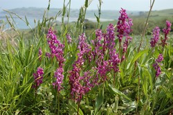 en vous promenant sur le gr34 qui longe la baie de morlaix;vous dcouvrirez de belles orchides suavages au printemps